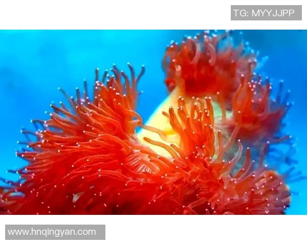 探索bestard品牌的魅力与创新之旅，揭示其在行业中的独特地位与未来发展潜力